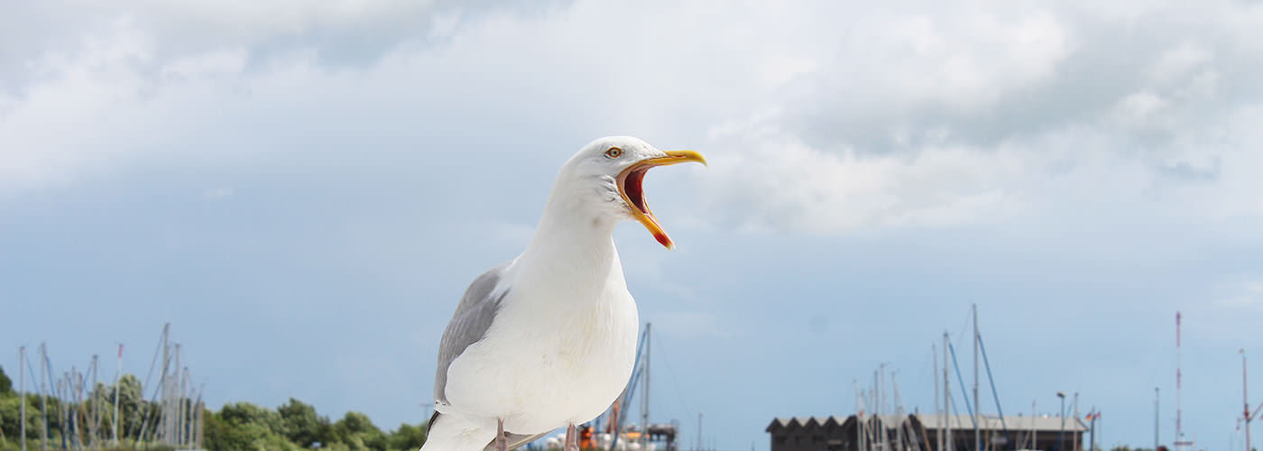 Rufende Möwe vor dem Nordseehimmel in Carolinensiel